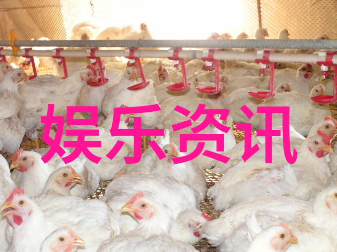 韩国综艺风潮笑声与魅力背后的文化秘密