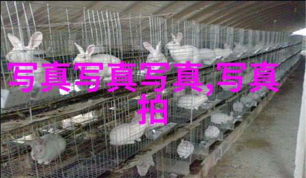 苏阳巡回音乐会北京站完美落幕西北摇滚点燃自然之声难忘经典老歌100首共赴风华时刻
