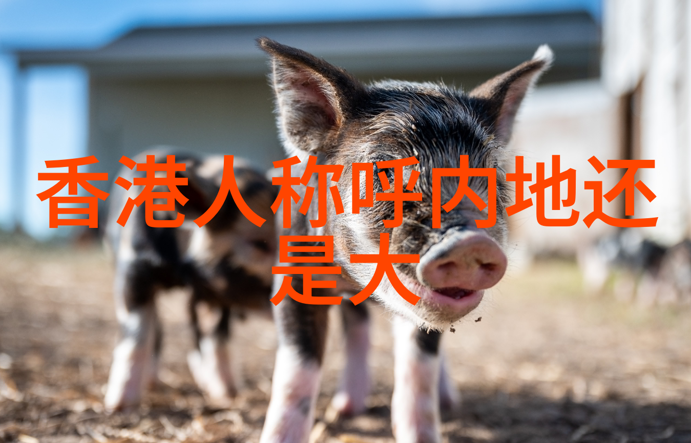 花火视频影视大全免费观看一探其背后的文化经济与法律伦理考量