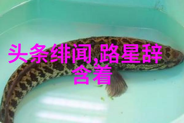 家务高手探索家庭生活的新篇章