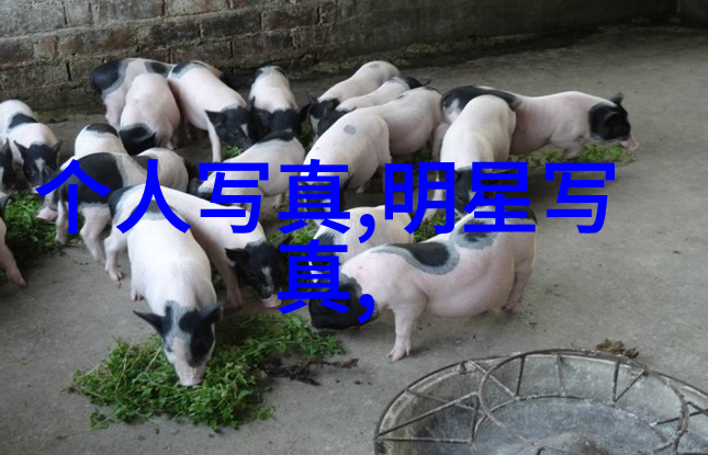 笑声横扫韩国搞笑综艺的无穷魅力