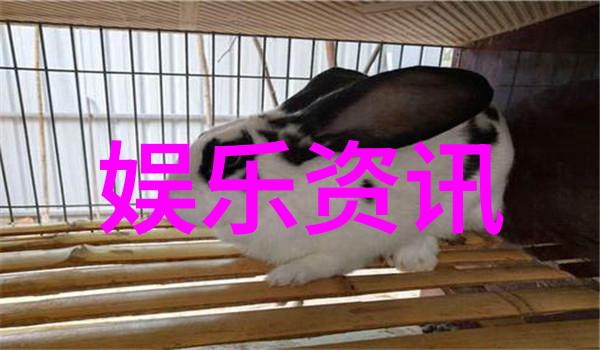 夜深人静的音乐盗贼揭秘免费下载软件背后的神秘世界
