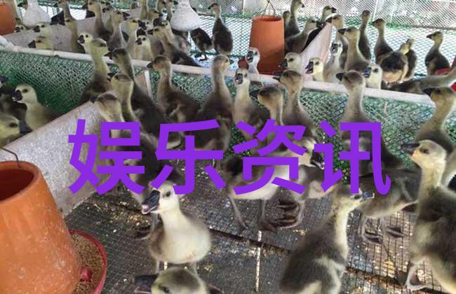 星光闪耀的舞台上演员们有没有隐藏的娱乐秘密