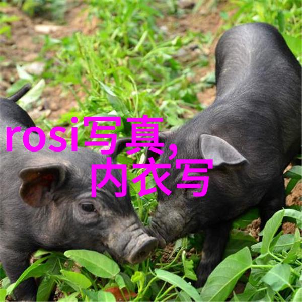综艺大热舞台娱乐圈的盛名竞演