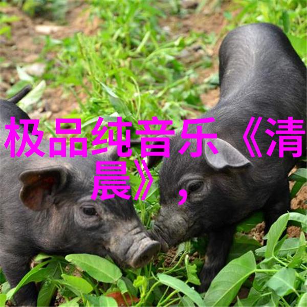 EXO综艺风云揭秘他们的欢笑与挑战