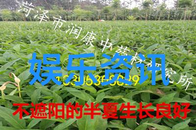日本恋爱综艺我在这里找到了真爱日本恋综的奇迹