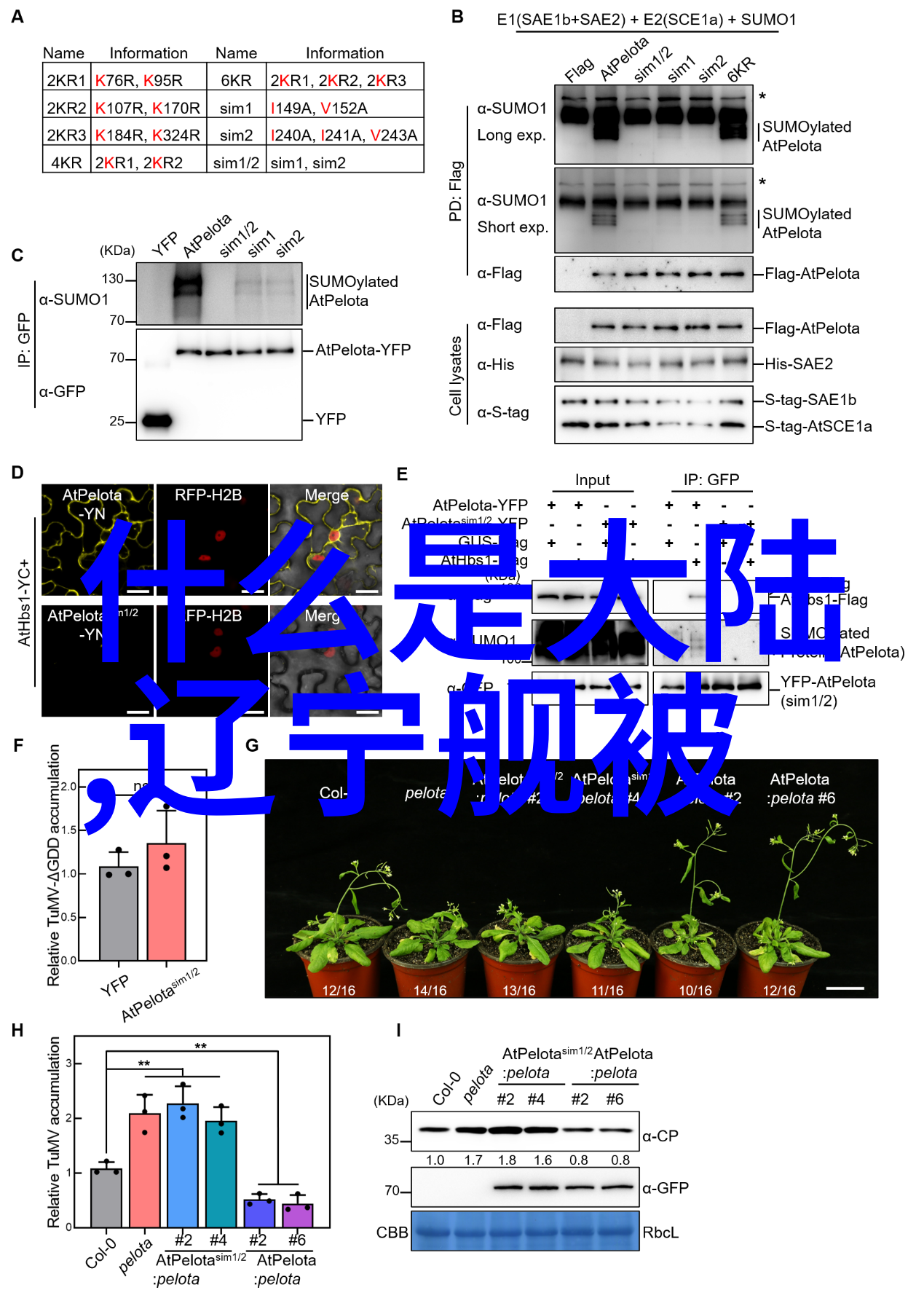 黑暗之城下的光明梦想