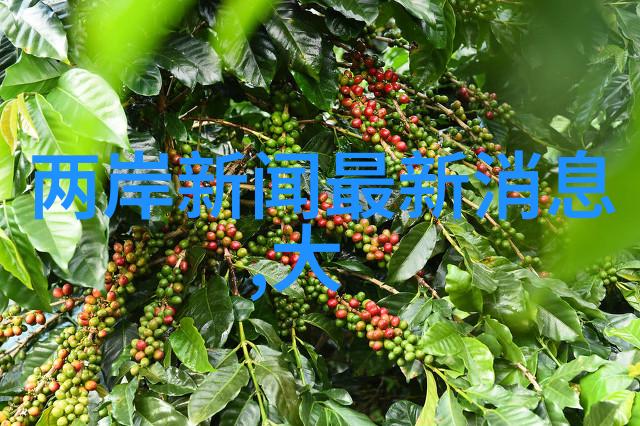 星光闪耀综艺节目背后的故事