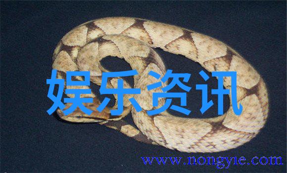 现代生活的美学追求时尚家居的艺术探索