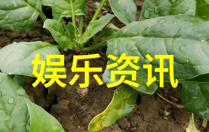 情深似海十首抒怀之歌