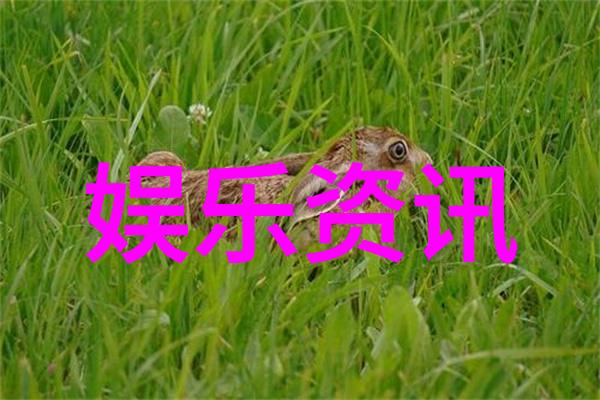 冯绍峰亲子鉴定真相揭秘当事人身份与事件细节