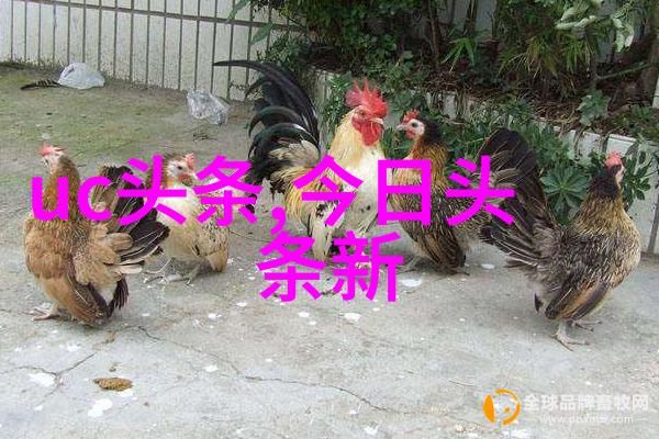 了不起舞社上演残酷突围赛正大综艺主持人苏有朋毕业寄言温情满满