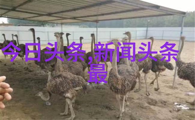 绘声绘色镜头前的自然奇观