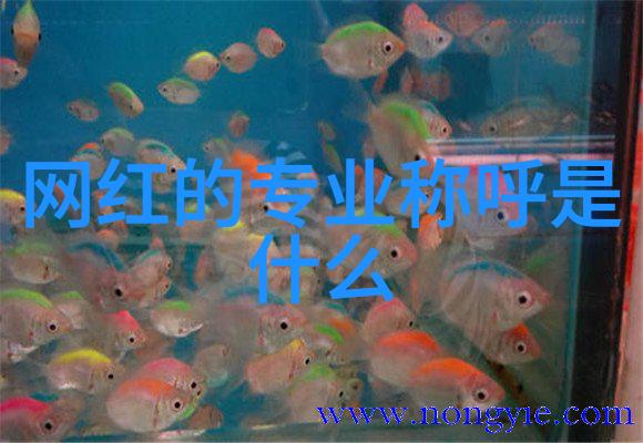回忆曲径探索经典老歌曲的魅力与影响