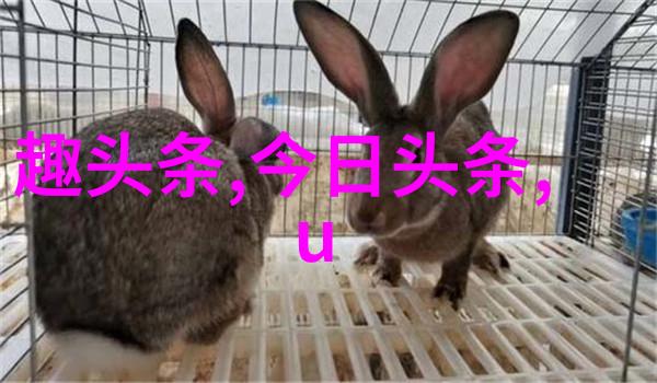电视娱乐领域中的综艺节目排行榜研究观众偏好与文化影响的分析