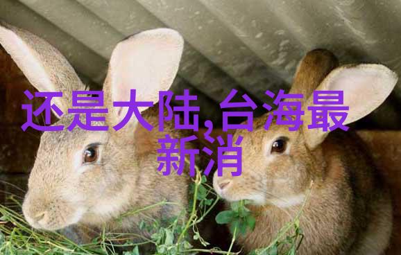 爱情保卫战 综艺 - 真爱指南揭秘爱情保卫战中的恋爱智慧