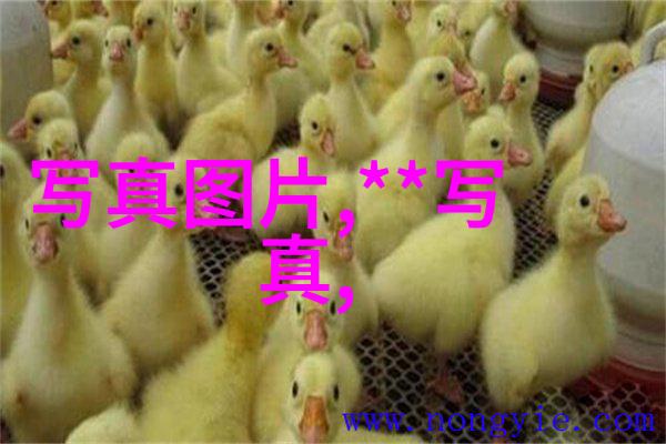 智能摄影师如何利用图片找相似功能提升拍照技巧