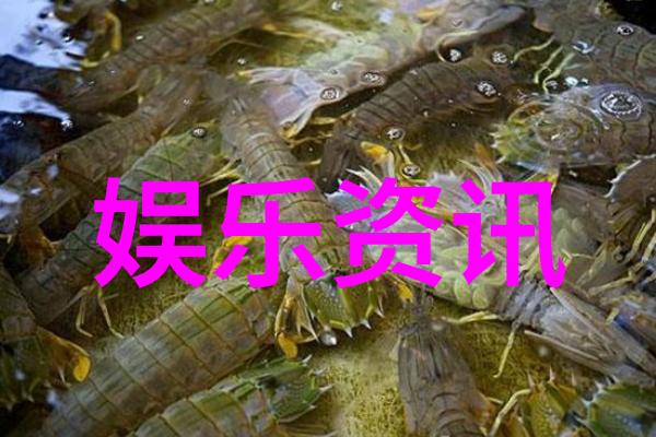 镜头中的纹章瞬间捕捉人生精华