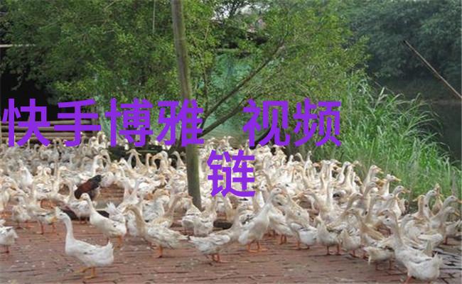 数字密码的秘密世界解密300501背后的故事