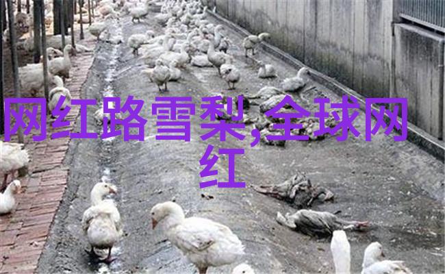 rosi写真中最具代表性的照片是什么