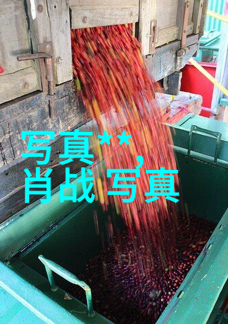 末日孤影最后人类的生存纪