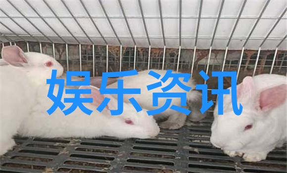 徐若瑄写真解读镜头下的时尚与艺术