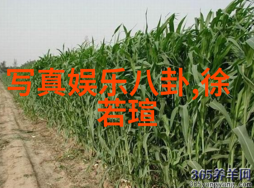 人生百态从深渊到峰巅的反差之旅