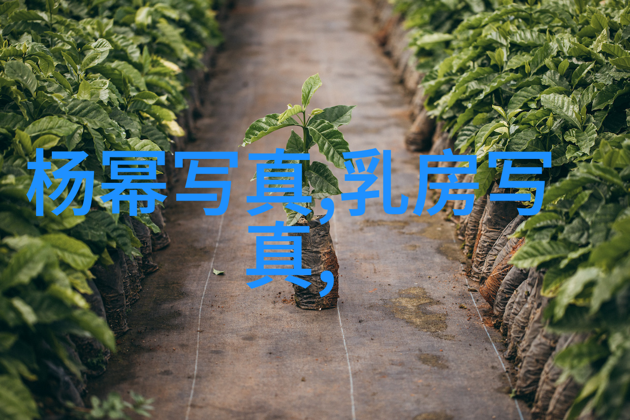 黄晓明庆祝香港回归20岁的中国影星黄晓明在香港回归二十周年之际举办盛大庆典