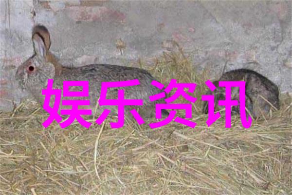 美丽背景图片大全丰富多彩的画面选择