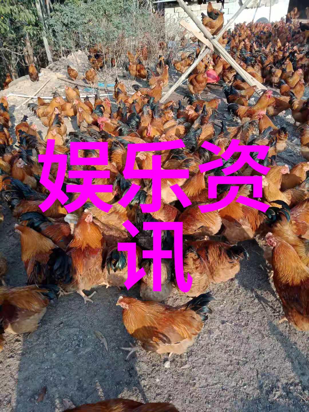 逆袭故事新一代青年偶像的崛起之路