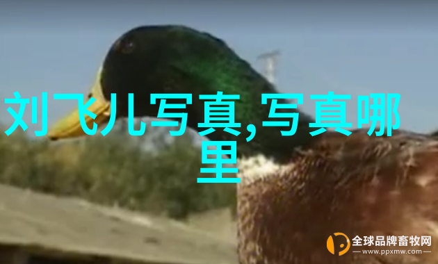 今日焦点揭秘新闻源头的幕后故事