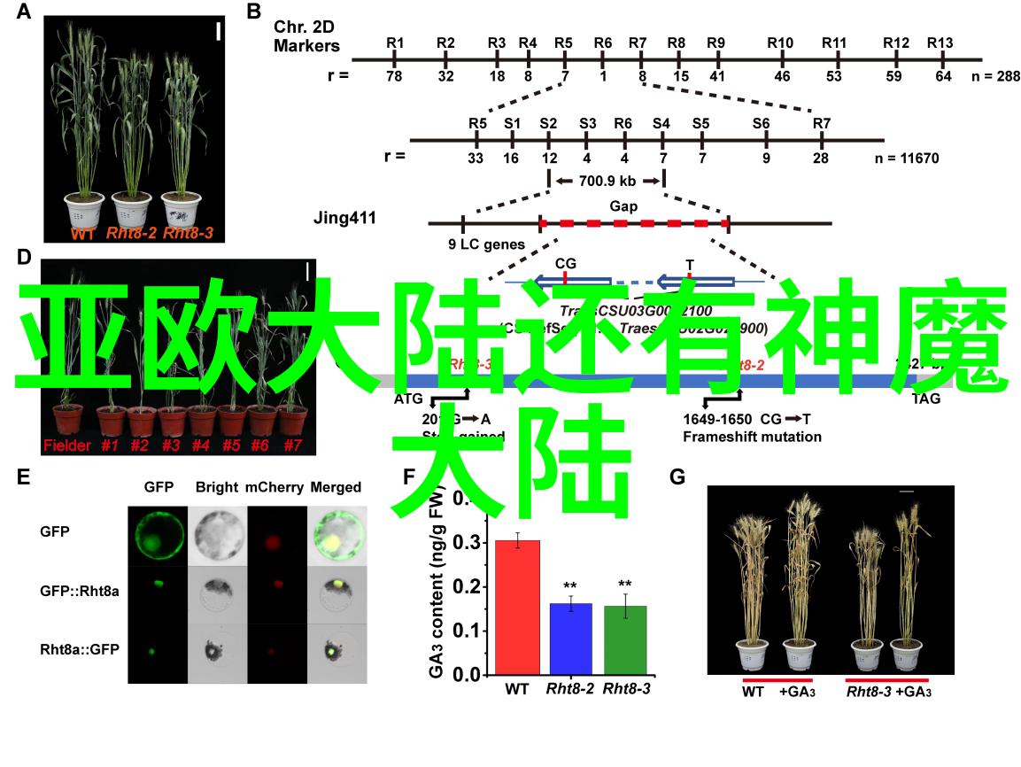 校园网络小说虚拟PO的蓄谋计划