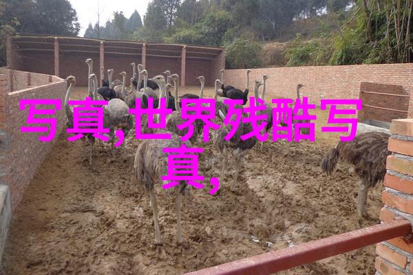 时尚 婚 纱 摄 影师 如 何 追求 创 新 与 独特 性