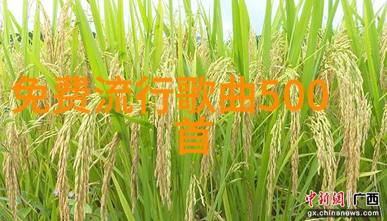 抖音最火音乐排行榜前十中的阿里郎组合仿佛一个不依赖于时间的朋友却始终被永恒的利益所驱使它们在这张榜单