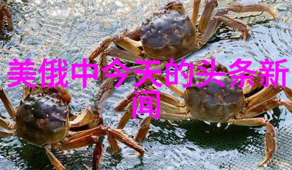娱乐圈是我的 我的明星梦在光芒与暗影中的寻找自我