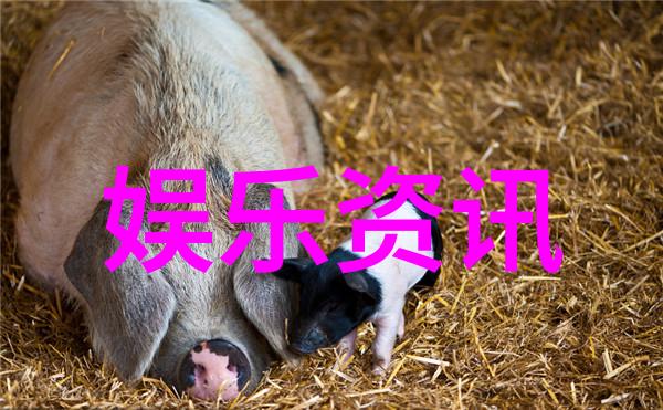 台湾民众心态转变从戒备到开放探讨大陆关系新篇章