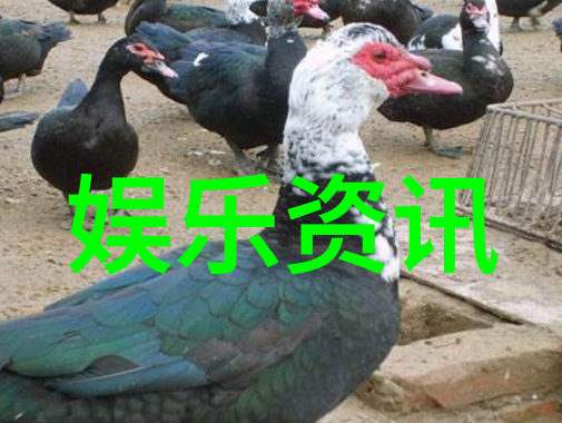 解析炮台称谓背后的文化符号与社会认同高圆圆形象的演变与流行文化中的女性形态再思考