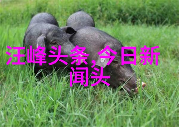 影界迷雾茶杯狐的寻影之谜