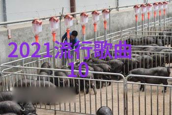 娱乐圈明星排行榜闪耀的光芒与沉默的力量