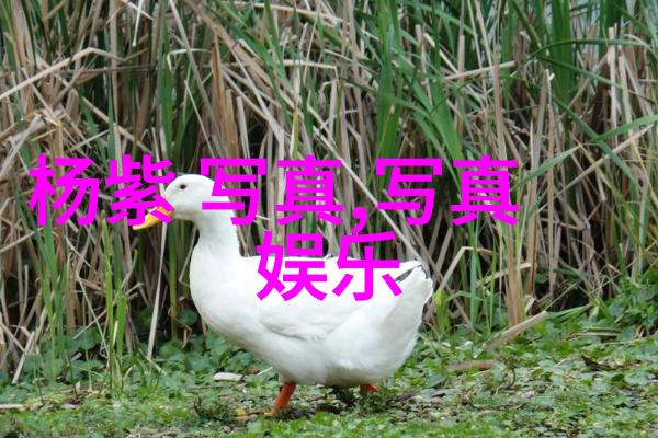 跨越千山万水的挑战者们参加2022冬奧的国家介绍