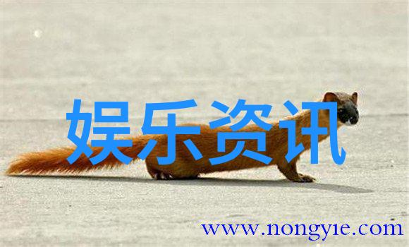 我可以47综艺我这小子能干到什么样揭秘47个娱乐圈的奇妙瞬间