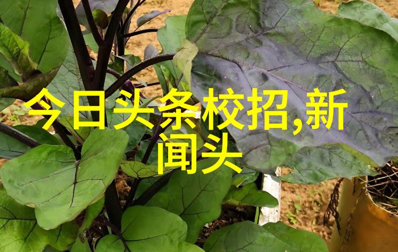 红 carpet 上的舞者明星排行榜揭秘光芒背后的辛酸路