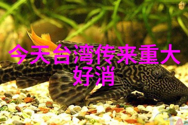 免费经典老歌500首怀旧 - 纯粹的音乐时光回味那些年最动听的旋律
