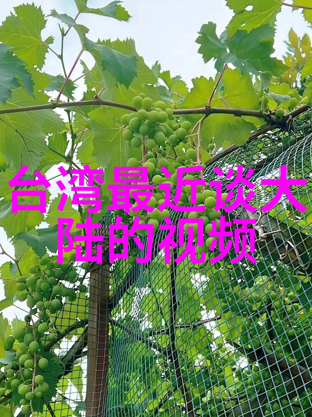 网红湾湾blase李易峰的直播冒险追踪霹雳爷们儿的下一站