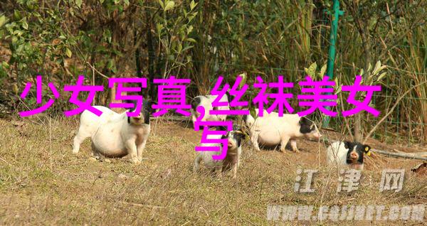 迫的爱人 电影-永远的追寻迫的爱人电影中的不朽情感
